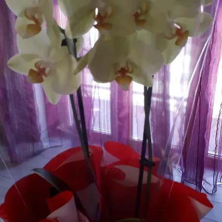 Guest house Casa Delle Orchidee *