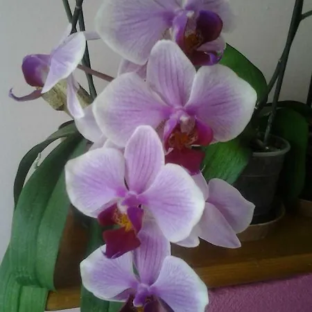 Casa Delle Orchidee Guest house *